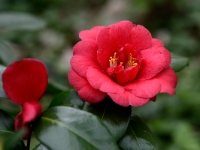 Camellia 'Adolphe Audusson'